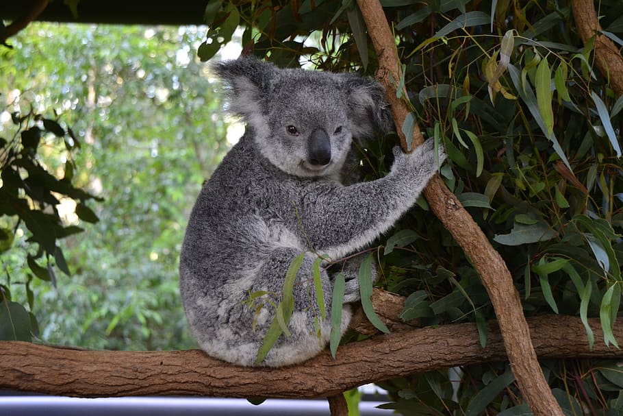 Brisbane Pictures 02